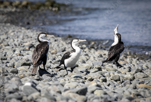 NZ Birds in sanctuary, Kapiti Island, Rare birds  © james