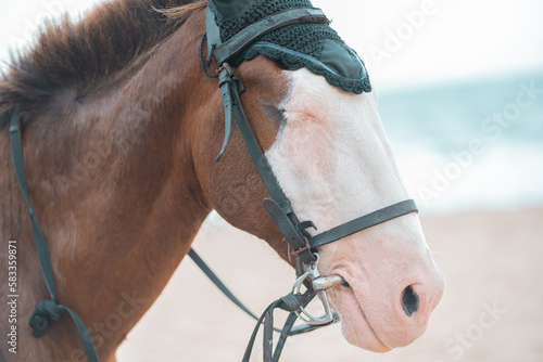 ritratto di un cavallo con gli occhi chiusi photo
