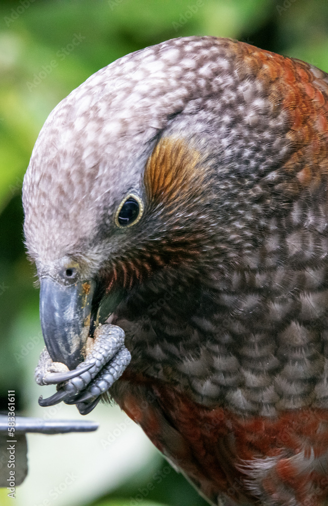 Obraz premium Rare NZ Birds. Wellington NZ. Parrot, Kaka,