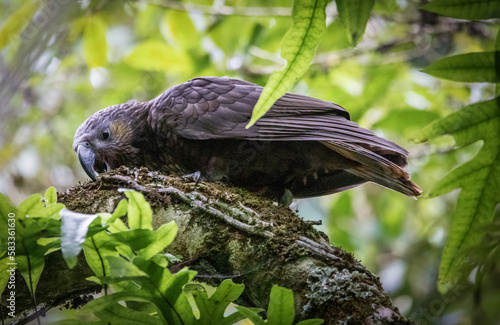 Rare NZ Birds. Wellington NZ. Parrot, Kaka, 