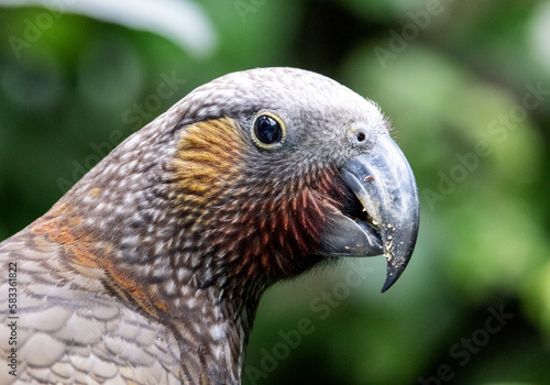 Rare NZ Birds. Wellington NZ. Parrot, Kaka, 