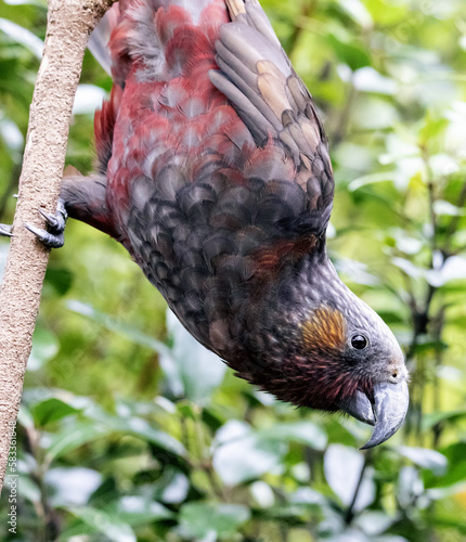 Rare NZ Birds. Wellington NZ. Parrot, Kaka,  photo