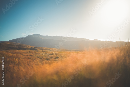 Sunlit fields of grass in New Zealand