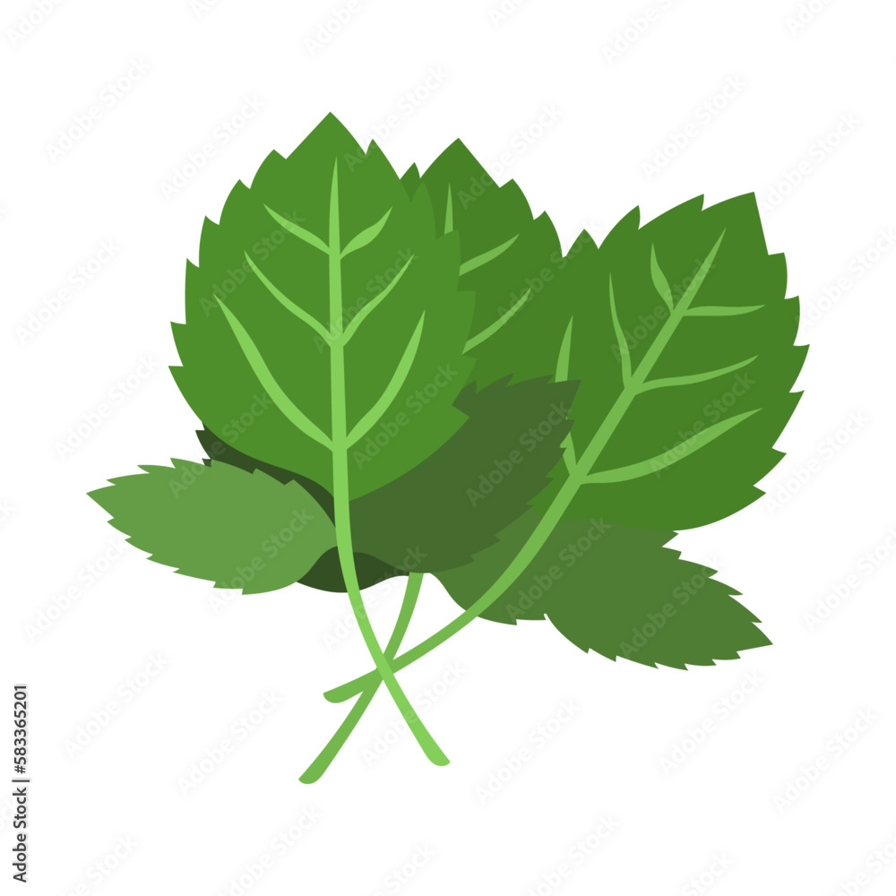 Fototapeta premium モロヘイヤ。フラットなベクターイラスト。 Jew’s marrow. Flat designed vector illustration.