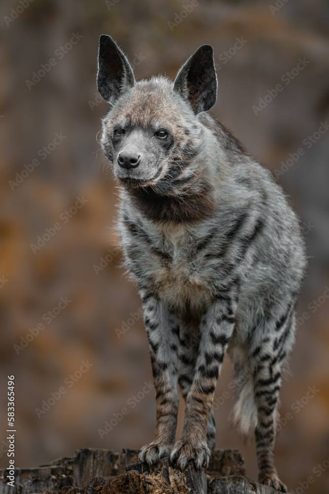 Fototapeta premium Striped hyena