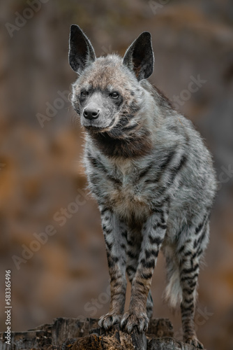 Striped hyena