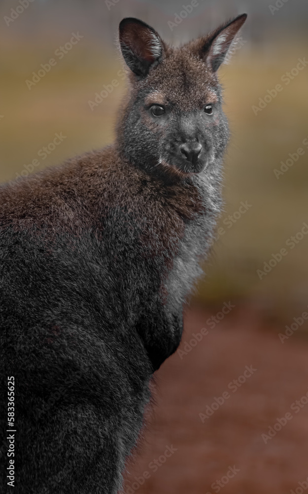 Red-necked wallaby Red-necked wallaby