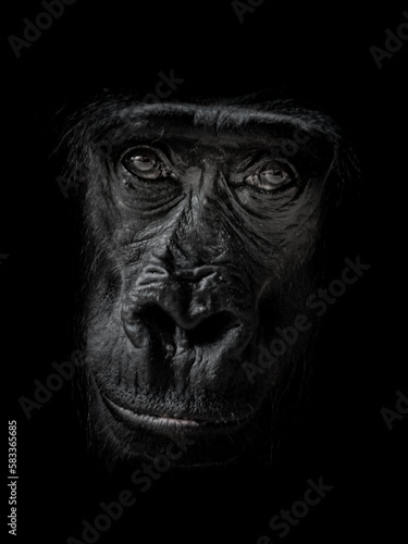 Western gorilla © Josef