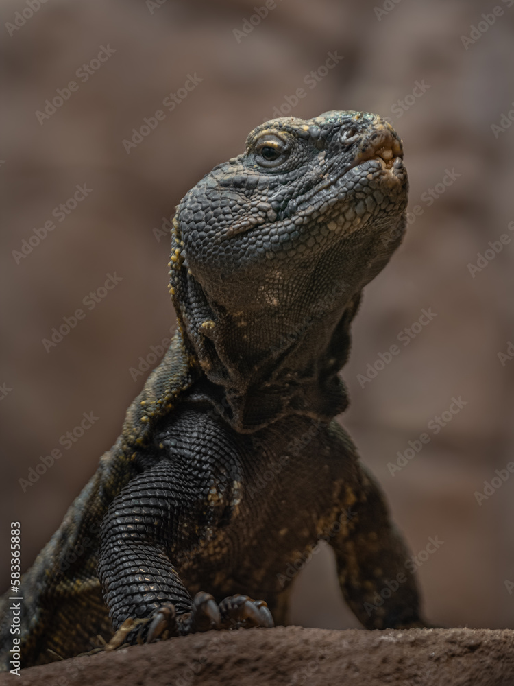 Trnorep skalní (Uromastyx acanthinura)