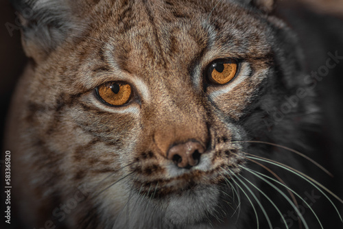 Eurasian lynx