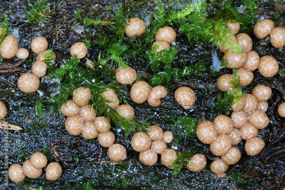 Diderma radiatum, slime mold from Finland, no common English name Diderma radiatum, slime mold from Finland, no common English name