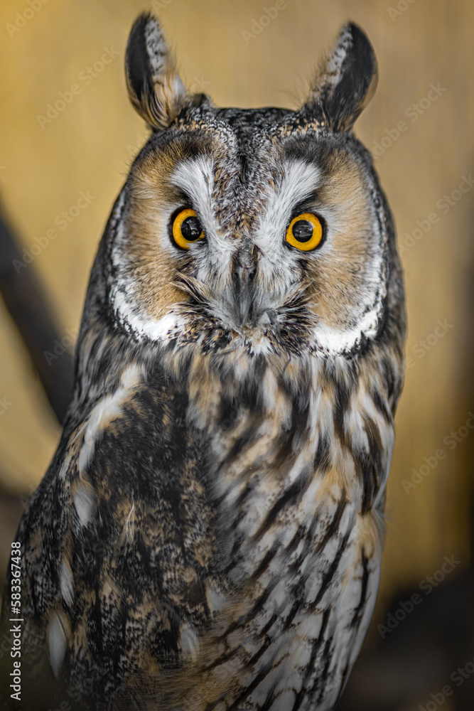 Long-eared owl Long-eared owl