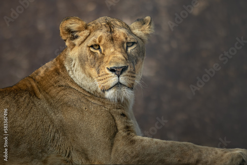 Lion (Panthera leo) © Josef
