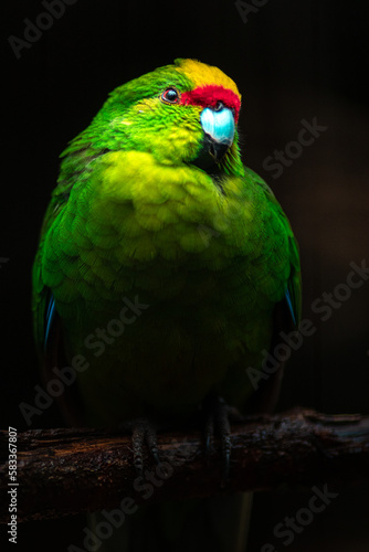 Yellow-crowned parakeet © Josef