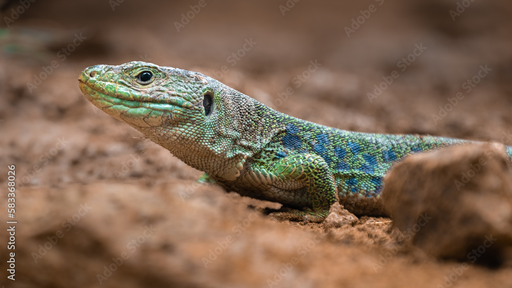 Fototapeta premium Ocellated lizard
