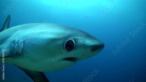 Thresher shark (Alopias pelagicus) Comes Very Close and Clips the Camera! - Philippines photo