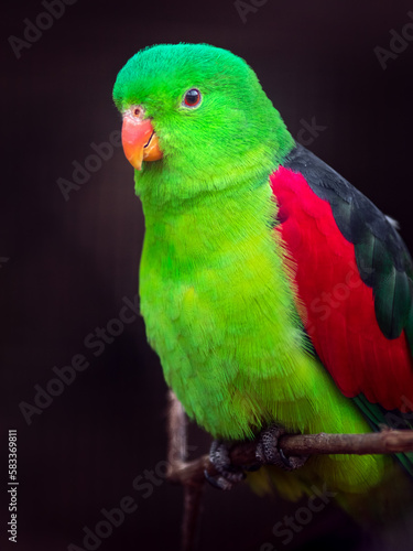 Red-winged parrot