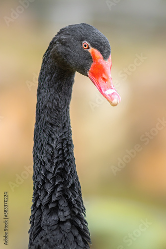 Black swan © Josef