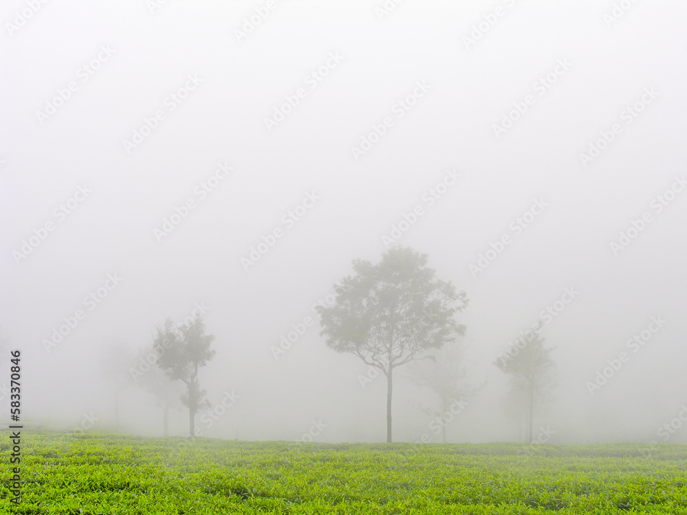 Fototapeta premium Tea gardens