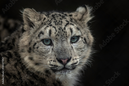 Snow leopard (Irbis)