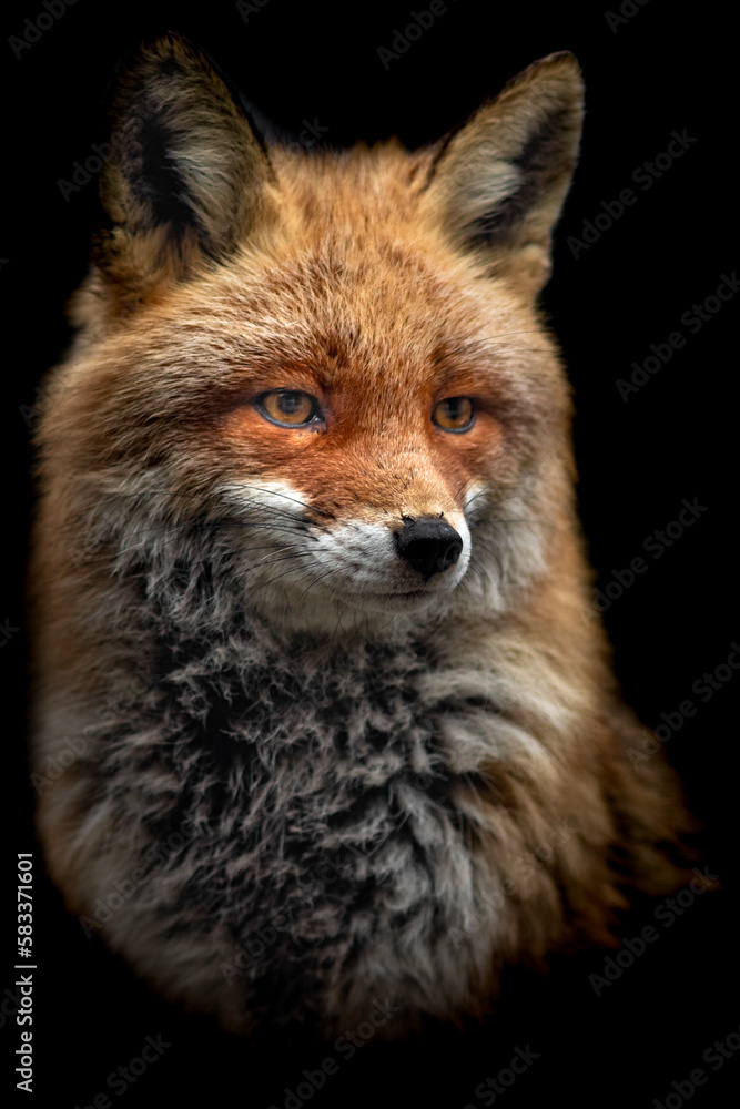 Red fox Red fox