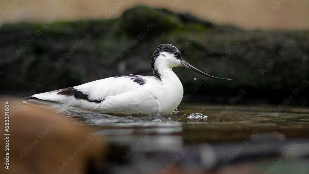 Fototapeta premium Pied avocet