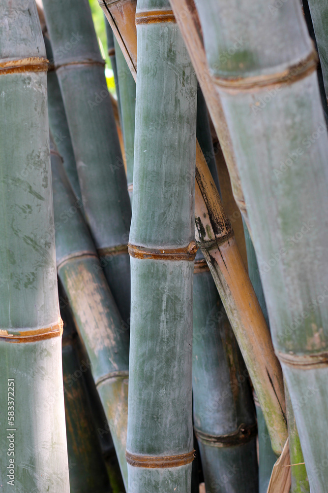 Green bamboo trees. Bamboo culm Green bamboo trees. Bamboo culm