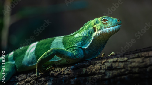 Fiji banded iguana © Josef