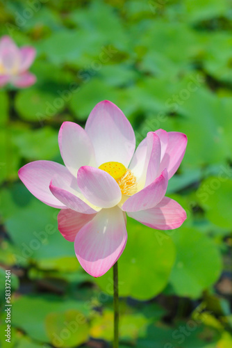 Pink Lotus flower. Beautiful petals