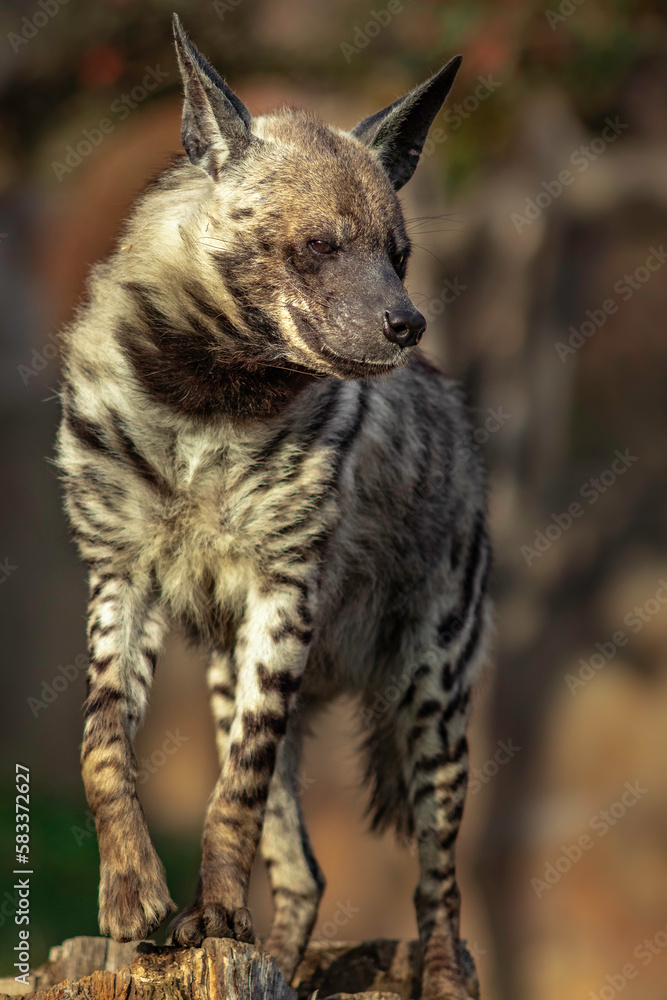 Striped hyena Striped hyena