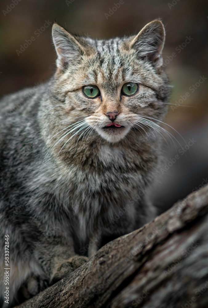 European wildcat