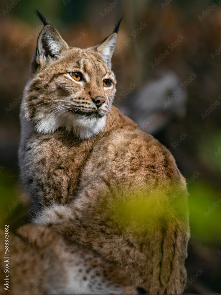 Eurasian lynx