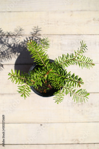  Jodła koreańska Abies koreana Kusang namu BLUE EMPEROR