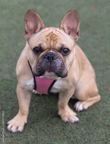 9-Months-Old Fawn White Female Frenchie Sitting and Looking at Camera. Off-leash dog park in Northern California. © Yuval Helfman