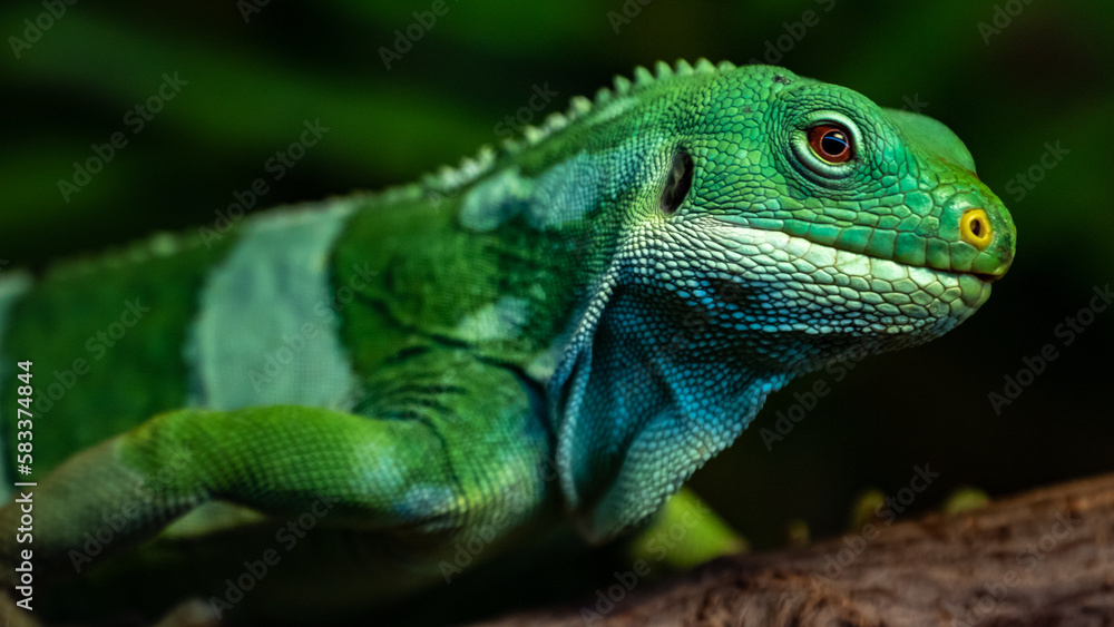 Fiji banded iguana