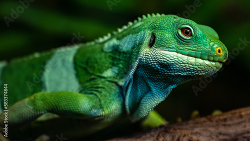 Fiji banded iguana © Josef