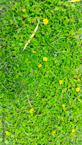 green leaves background