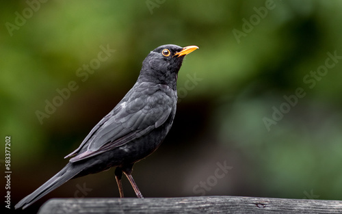 Common blackbird © Josef