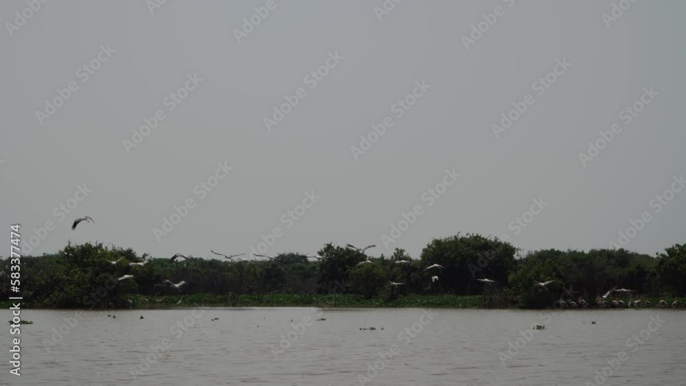 Print stock free catching fish at Siem Reap Tonle Sap Lake Natural Bird Sanctuary, Cambodia Print stock free catching fish at Siem Reap Tonle Sap Lake Natural Bird Sanctuary, Cambodia