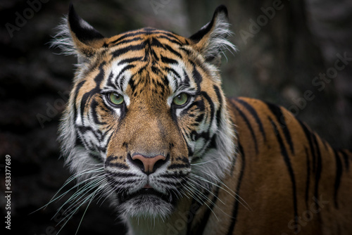 Portrait of Sumatran tiger © Josef