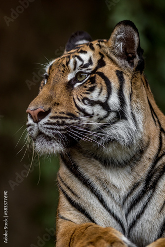 Portrait of Sumatran tiger © Josef