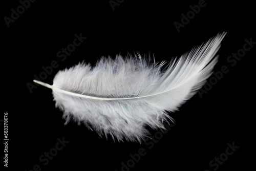 Obraz na plátně Fluffy of White Bird Feather Isolated on Black Background