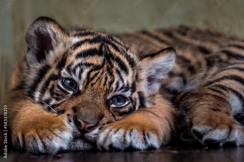 Fototapeta premium Little Sumatran tiger