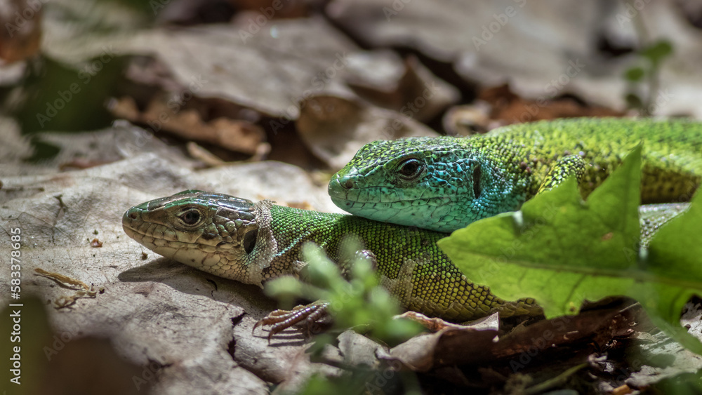 Fototapeta premium European green lizard
