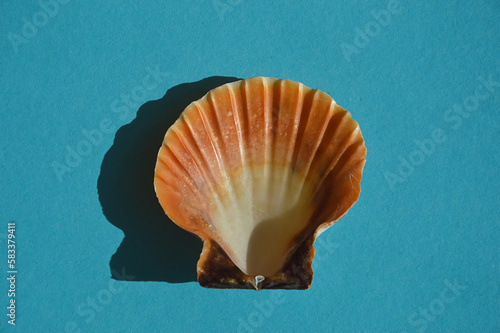seashell on a blue background.