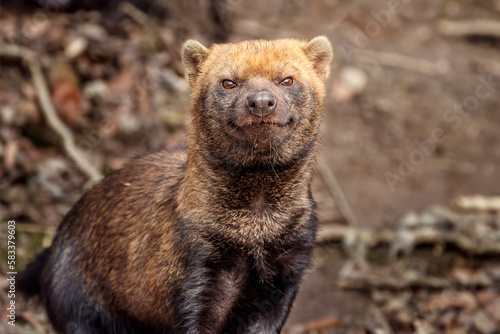 Bush dog