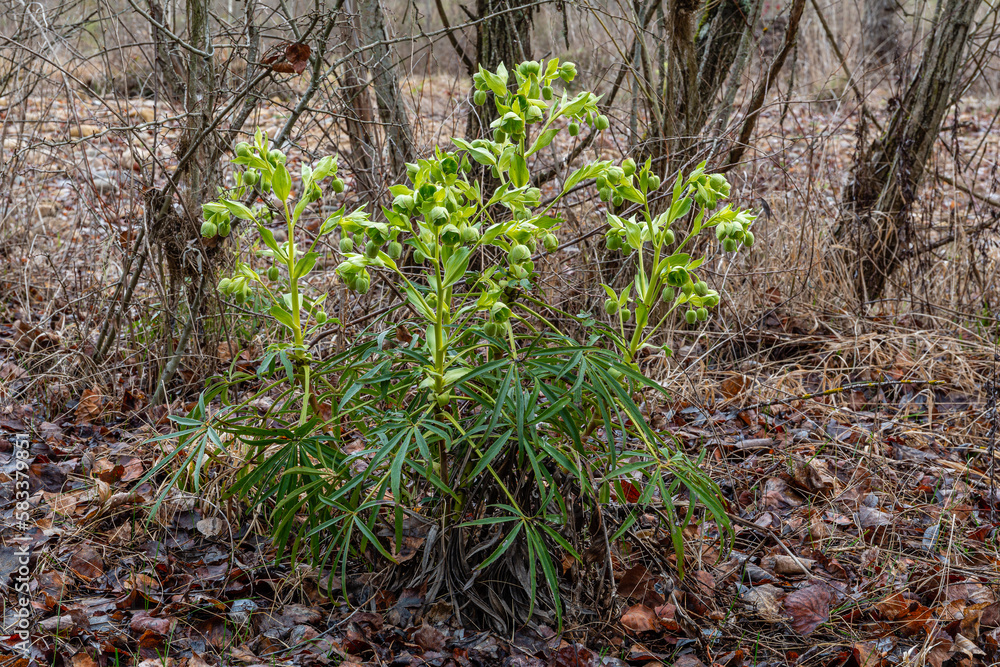 Helleborus foetidus. Grass of bear's foot, stinking hellebore. Helleborus foetidus. Grass of bear's foot, stinking hellebore.