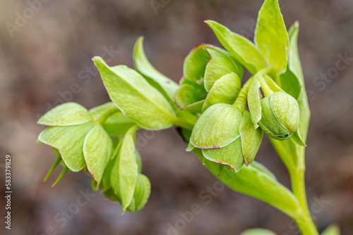 Detail of a branch with flowers of bear's foot, stinking hellebore. Helleborus foetidus. photo