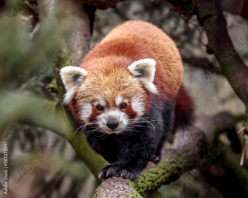 Portrait of Red panda.