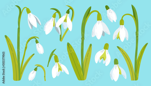 Snowdrop flowers set. Spring wildflower. Beautiful nature herb. Blossom plant. Snowdrop flower art. Vector. 